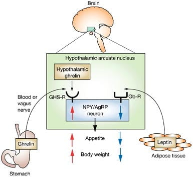leptin-and-ghrelin-action-in-hypothalamus