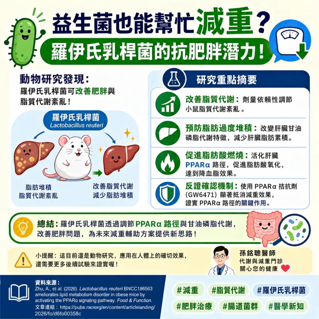 #減重 #脂質代謝 #羅伊氏乳桿菌 #肥胖治療 #腸道菌群 #醫學新知