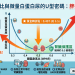 💡【腰圍身高比與微量白蛋白尿的U型密碼：胖瘦都傷腎！】
